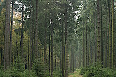 Wirtschaftsweg im Hallenberger Wald © Regionalforstamt Siegen-Wittgenstein