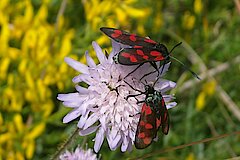 Sechsfleck-Widderchen © Naturschutzzentrum Märkischer Kreis e.V.