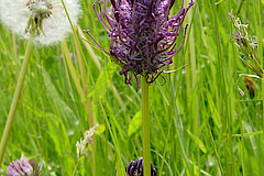 Schwarze Teufelskralle © Biologische Station HSK