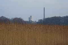 Schilf mit Türmen der Firma Windel © F.Püchel-Wieling