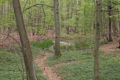 Pfad im Laubwald © Biologische Station Bonn / Rhein-Erft