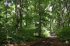 Der als Hochwald ausgebildete Buchenbestand ist vom Weg aus schön zu sehen © Biologische Station Bonn/Rhein-Erft