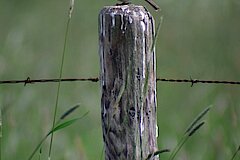 Wiesenpieper © Naturschutzzentrum im Kreis Kleve