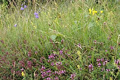 Blühaspekt im Juli © Naturschutzzentrum Märkischer Kreis e.V.