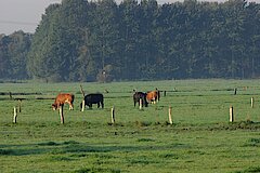 Beweidete Feuchtwiesen © Biologische Station Steinfurt e.V.