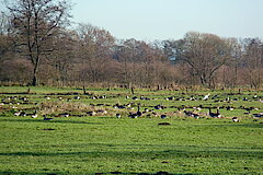 Gänsetrupp in der Rietberger Emsniederung © Biologische Station Gütersloh-Bielefeld