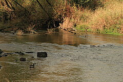 Wasservögel fühlen sich auf der Eder wohl © Regionalforstamt Siegen-Wittgenstein