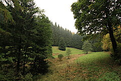 Im Hallenberger Wald © Regionalforstamt Siegen-Wittgenstein
