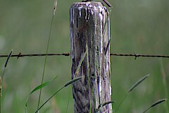 Wiesenpieper © M. Brühne