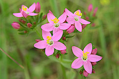 Tausendgüldenkraut © Ewald Thies