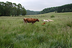 Landschaftspfleger auf artenreichen Nass- und Feuchtweiden © Michael Gertz