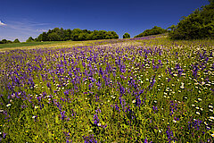 Salbeiwiese am Rabensberg © Frank Grawe