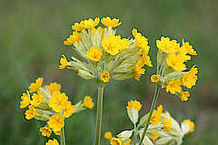 Wiesen-Schlüsselblume © Dennis Wolter