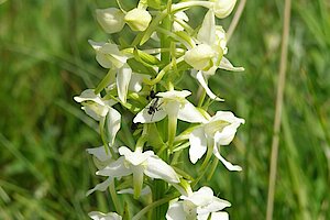 Grünliche Waldhyazinthe