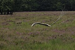 Heide © Biologische Station Steinfurt e.V.