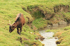 Ziege als Landschaftspfleger © Regionalforstamt Siegen-Wittgenstein