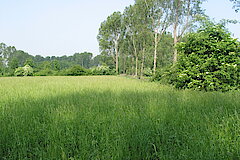 Knechtstedener Busch © Haus der Natur, Biologische Station im Rhein-Kreis Neuss e.V.