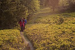 In der Heide © Naturpark Diemelsee