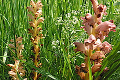 Nelkensommerwurz © Haus der Natur, Biologische Station im Rhein-Kreis Neuss e.V.