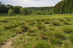 Talraum mit artenreichem Feuchtgrünland © Michael Gertz