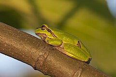 Laubfrosch © Birgit Beckers