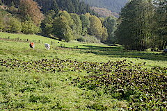 Feuchtweide © Biologische Station HSK