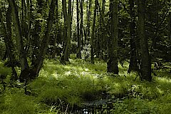Erlenwald © M. Füller