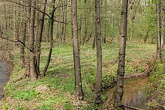 Rotbach-Mäander im Frühjahr © Biologische Station Westliches Ruhrgebiet