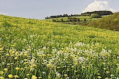 Blumenreiche Wildwiese © Naturpark Diemelsee
