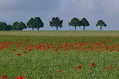 Bunte Äcker mit Klatschmohn sind selten geworden © Ralf Joest