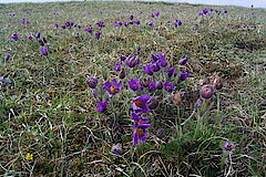 Küchenschelle © Biologische Station im Kreis Euskirchen