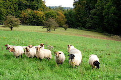 Coburger Füchse der Stiftung Bethel im Herbst auf den Weiden © Biologische Station Gütersloh-Bielefeld