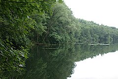 Mittelsee Südufer © Biologische Station Bonn / Rhein-Erft