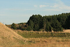 Fichtenwald grenzt an Offenland © Regionalforstamt Siegen-Wittgenstein