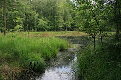 Dystrophes Gewässer im Hiesfelder Wald © Biologische Station Westliches Ruhrgebiet