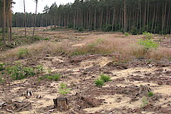 Meinweg und Ritzroder Dünen © Lars Delling