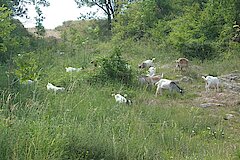 Ziegenbeweidung Hoppenberg © Naturschutzzentrum Märkischer Kreis e.V.