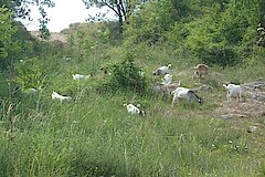 Ziegenbeweidung Hoppenberg © Naturschutzzentrum Märkischer Kreis e.V.