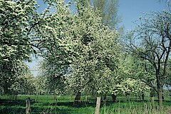 Obstbaumwiese © Biologische Station Haus Bürgel