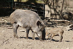 Wildschweine im Tierpark Olderdissen © Biologische Station Gütersloh-Bielefeld