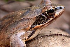 Portrait eines Springfrosches © Biologische Station Bonn / Rhein-Erft