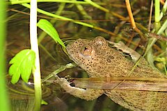 Gelbbauchunke © Manfred Aletsee