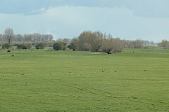 Dornicksche Ward © Naturschutzzentrum im Kreis Kleve