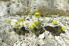 Immergrünes Felsenblümchen © Biologische Station Gütersloh-Bielefeld