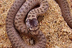Die ungefährliche Schlingnatter ist eine geschützte, seltene Schlangenart © Klaus Weddeling