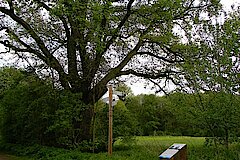 Die Dicke Eiche ist Naturdenkmal und einen Besuch wert © Biologische Station Bonn / Rhein-Erft