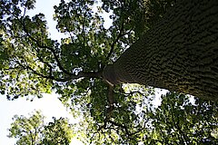 Wertgebend im Gebiet: Große Eschen © Biologische Station Bonn / Rhein-Erft