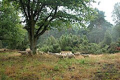 Pflege durch eine Schafherde © NABU-Naturschutzstation