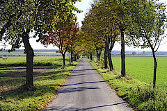 Obstbaumreihe bei Langeneicke © Ralf Joest