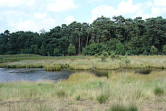 Großes Veen © Biologische Station im Kreis Wesel e.V.